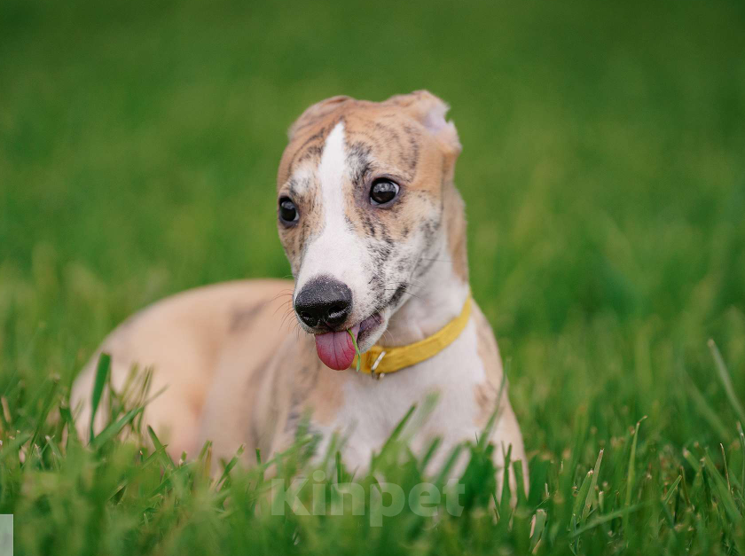 Собаки в Москве: Щенки уиппета Мальчик, Бесплатно - фото 8