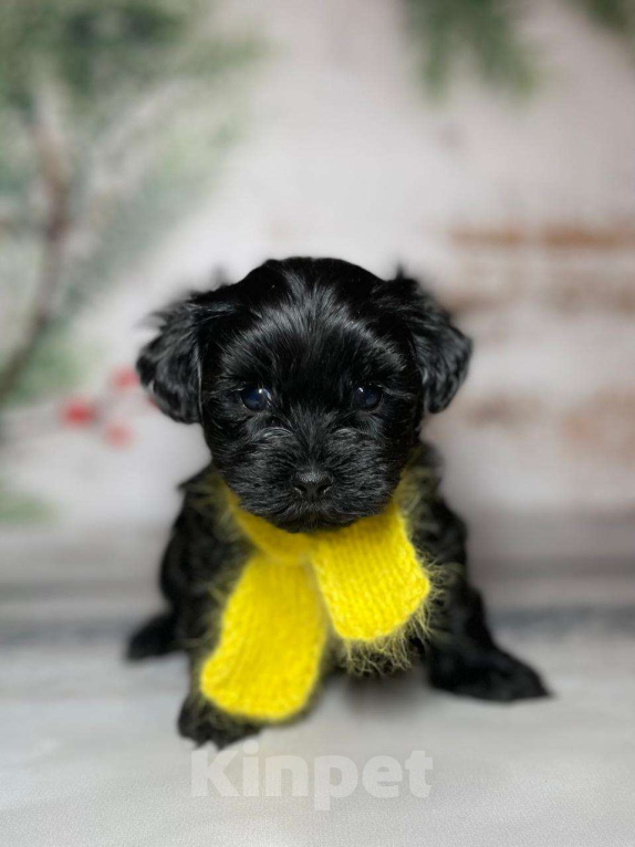 Собаки в Москве: Черный йорк Мальчик, 66 000 руб. - фото 3