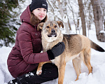 Собаки в Москве: Пёс-радость и позитив, компаньон для семьи и детей Мальчик, Бесплатно - фото 6
