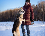 Собаки в Москве: Овчарка в добрые руки Девочка, Бесплатно - фото 9