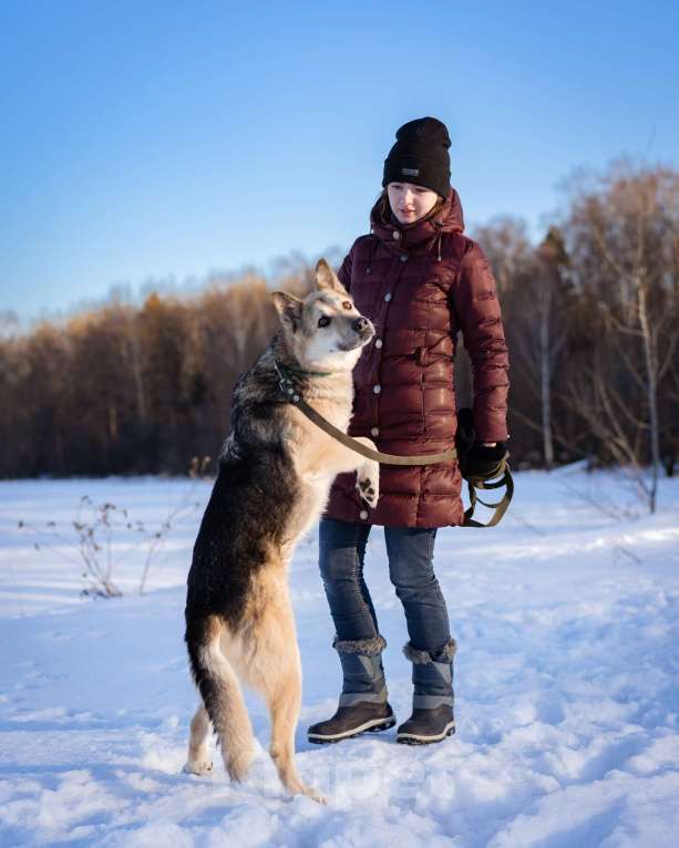 Собаки в Москве: Овчарка в добрые руки Девочка, Бесплатно - фото 9