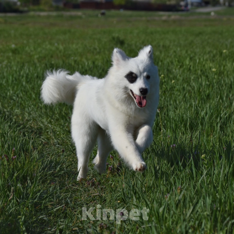 Собаки в Москве: Ненецкая оленегонная лайка, сука Хотару. Девочка, 50 000 руб. - фото 2