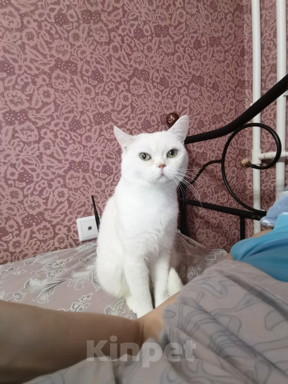 Кошки в Москве: Британские котята  Мальчик, 10 000 руб. - фото 2