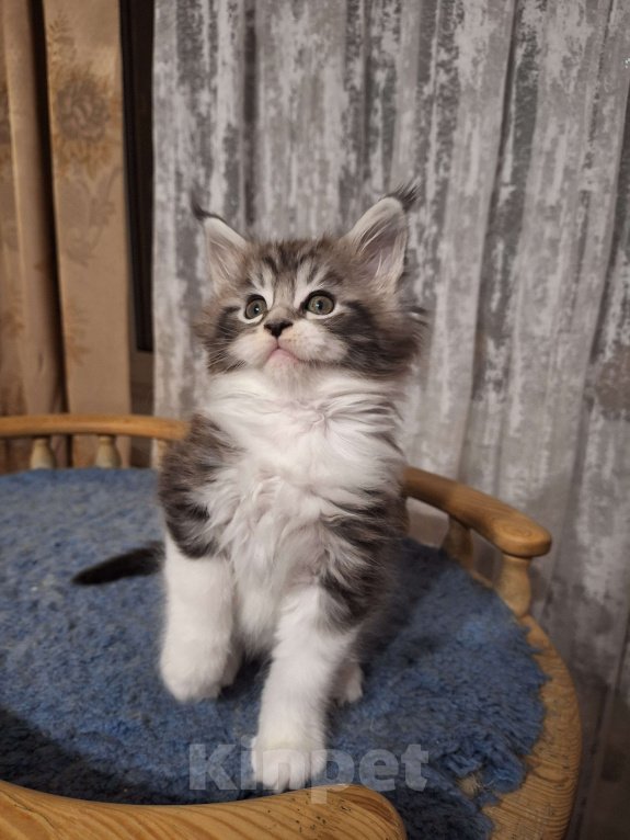 Кошки в Москве: Котята мейн кун Мальчик, 30 000 руб. - фото 1