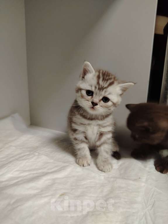 Кошки в Москве: Прямоухая Шотландская девочка Девочка, 18 000 руб. - фото 4