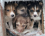 Собаки в Екатеринбурге: Одно месячные щенки Мальчик, Бесплатно - фото 10
