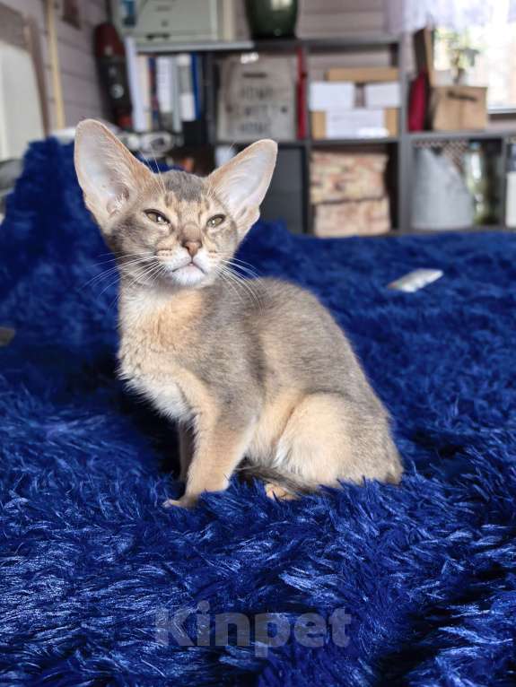 Кошки в других городах Московской области: Мальчишка в благородном голубом окрасе Мальчик, 75 000 руб. - фото 3