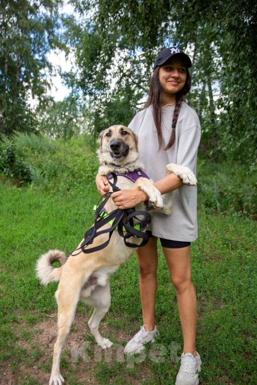 Собаки в Москве: Сестрёнка и брат ищут родителей Девочка, Бесплатно - фото 9