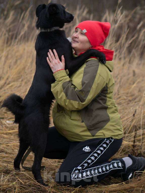 Собаки в Москве: Оникс ищет семью Мальчик, Бесплатно - фото 5