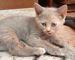 Кошки в Пензе: Отдадим котят бесплатно в добрые руки! Девочка, Бесплатно - фото 2