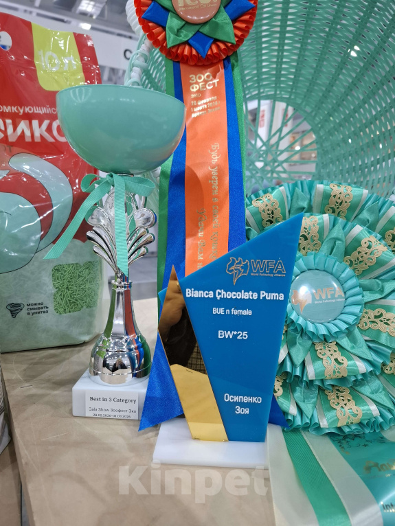 Кошки в Москве: Чистокровные котята европейской бурмы Мальчик, Бесплатно - фото 5