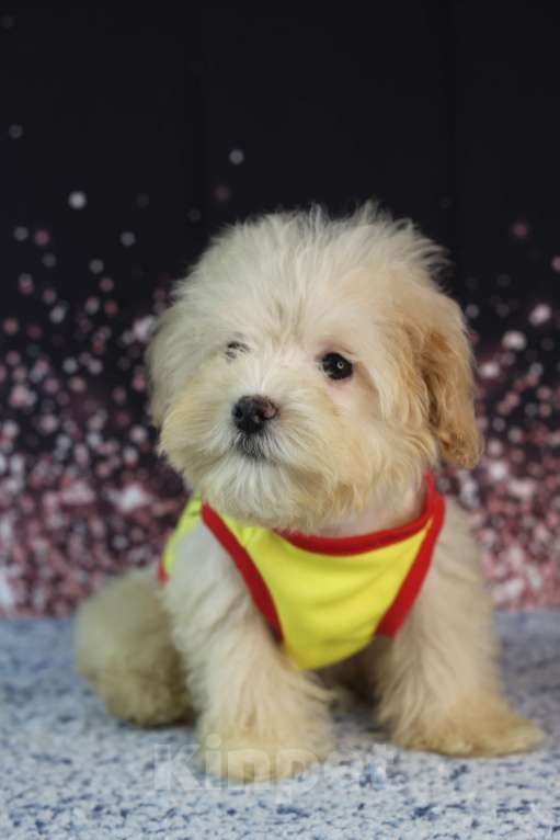 Собаки в Краснодаре: Мини красавчик Мальчик, 30 000 руб. - фото 1