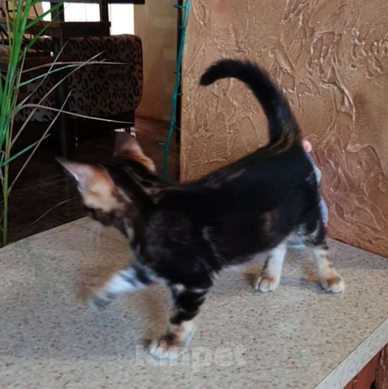 Кошки в Симферополе: Бенгальский мальчик  Мальчик, 25 000 руб. - фото 2