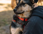 Собаки в Санкт-Петербурге: Эбби из приюта в добрые руки Девочка, Бесплатно - фото 5
