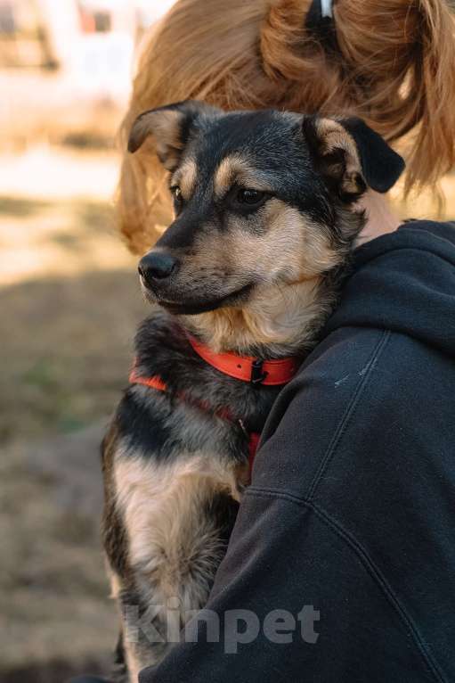 Собаки в Санкт-Петербурге: Эбби из приюта в добрые руки Девочка, Бесплатно - фото 5