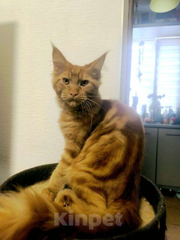 Кошки в Симферополе: Кот мейн-кун Мальчик, 25 000 руб. - фото 2