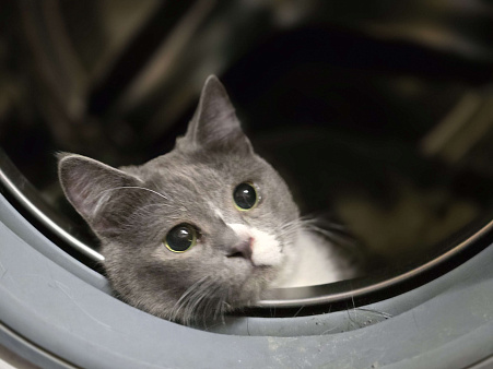 Котик из приюта Тимошка  ждёт хозяев. 