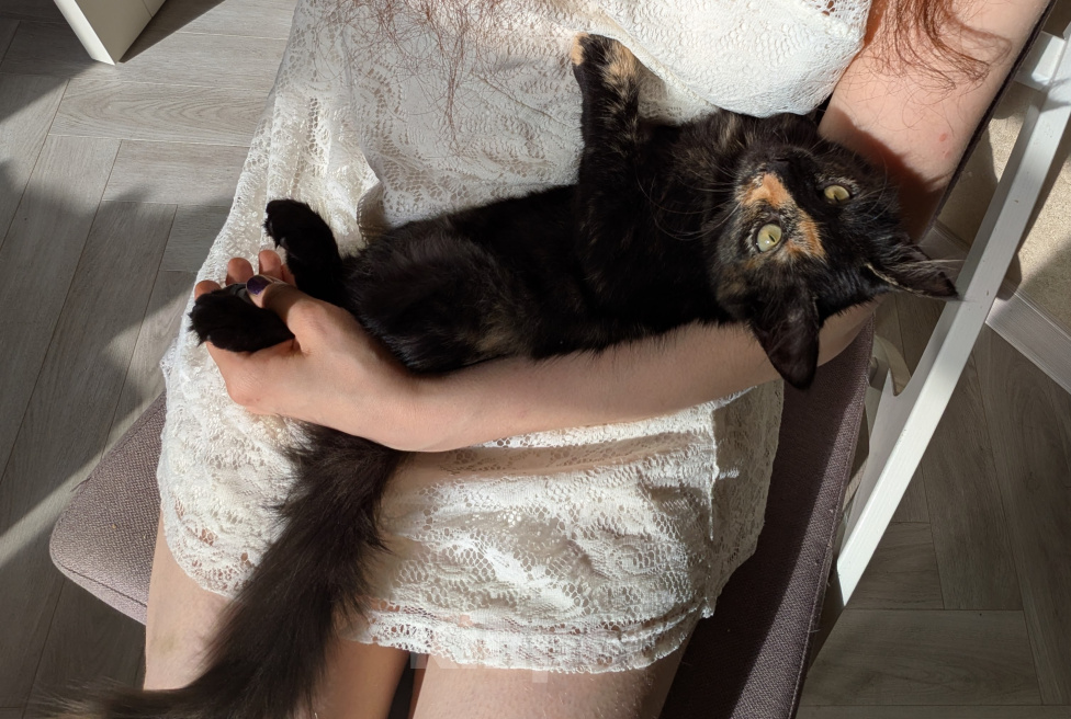 Кошки в Москве: Котенок девочка Костяная Римма Девочка, Бесплатно - фото 5