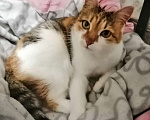 Кошки в Хотьково: (✿Особенная кошечка в добрые руки ✿) Девочка, Бесплатно - фото 1