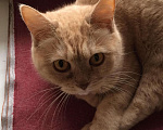 Кошки в Уфе: Стерилизованная кошечка Джесси, 500 руб. - фото 3