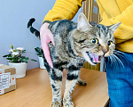 Кошки в Кувшиново: Британец в добрые руки, Бесплатно - фото 5