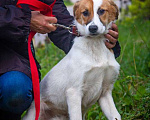 Собаки в Москве: Бело-рыжий щенок Найда ищет дом Девочка, Бесплатно - фото 2