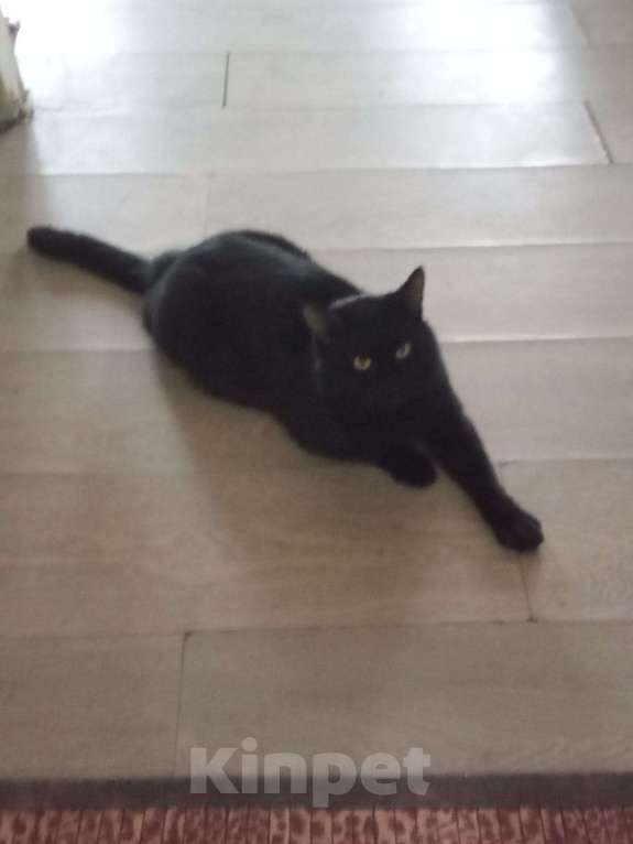 Кошки в других городах Московской области: В добрые руки  Мальчик, Бесплатно - фото 3