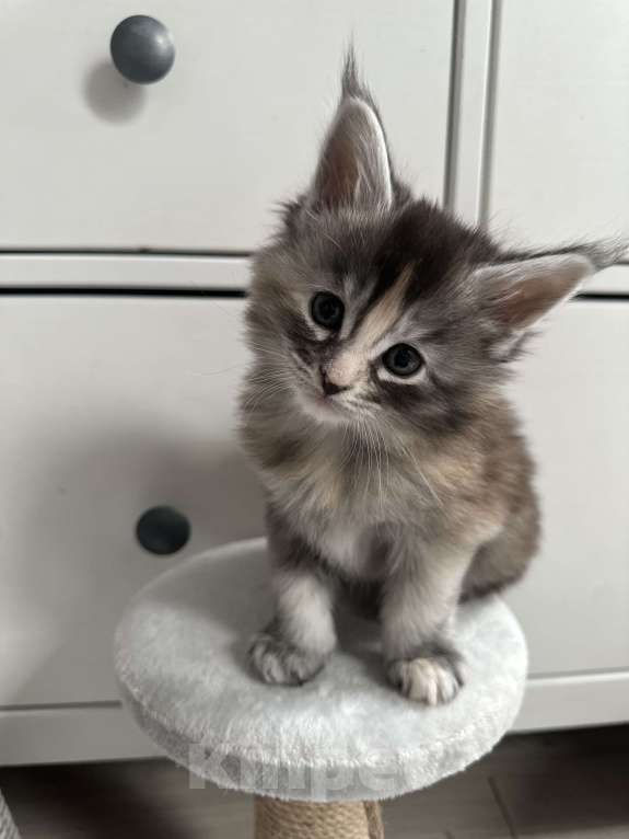 Кошки в Санкт-Петербурге: Котята мейн кун полидакты и классика Разнополые, 50 000 руб. - фото 6