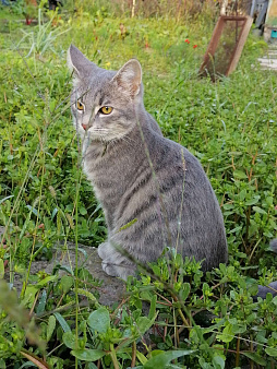 Объявление: котик ищет родителей, Бесплатно, Мурино