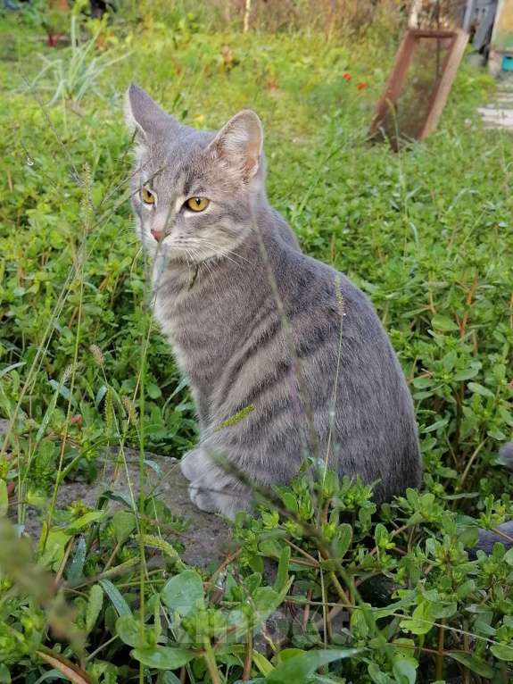 Кошки в Мурином: котик ищет родителей Мальчик, Бесплатно - фото 1