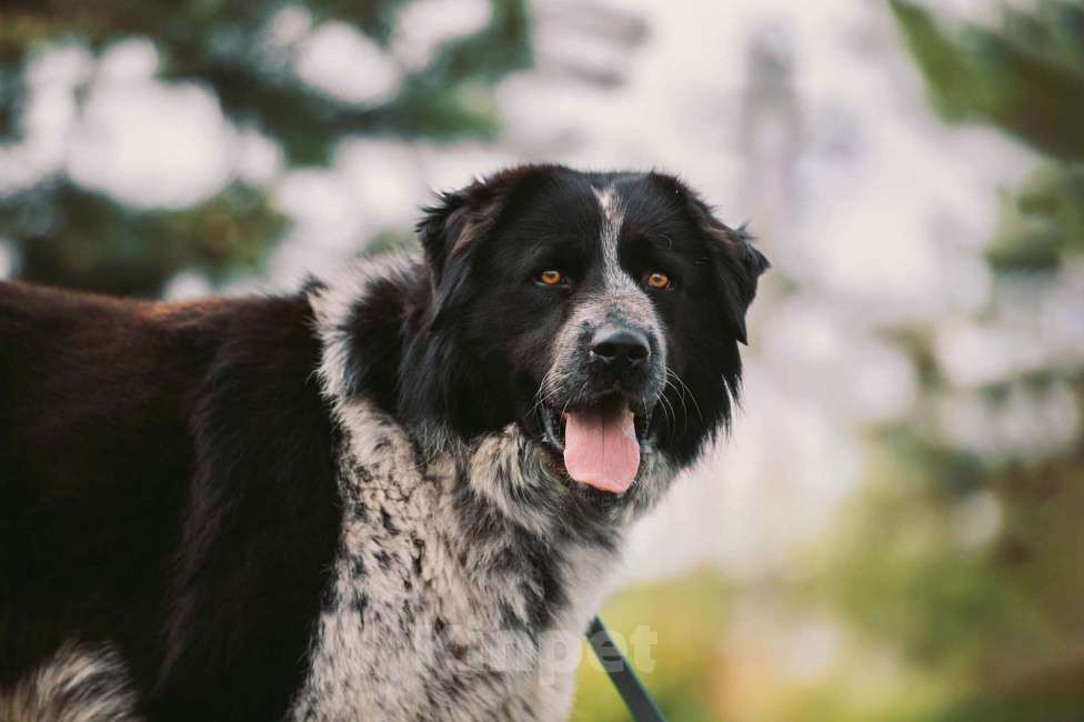 Собаки в Москве: Гектор Мальчик, Бесплатно - фото 4