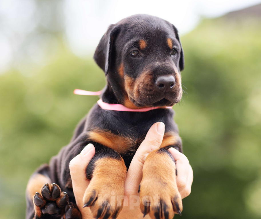 Собаки в Клине: Сука, розовая лента  Девочка, 110 000 руб. - фото 3