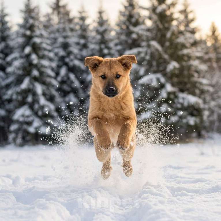 Собаки в Москве: щенок Есения в добрые руки Девочка, Бесплатно - фото 5