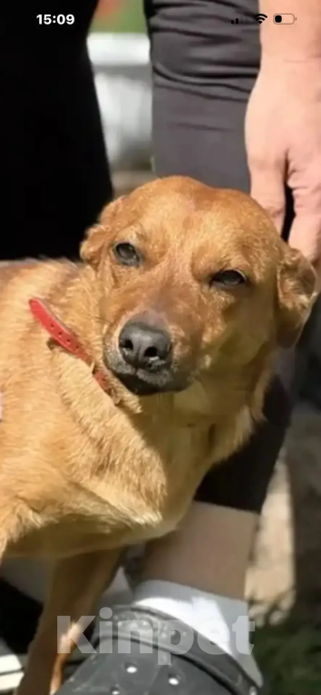 Собаки в других городах Краснодарского края: Сонечка, пусть мама увидит,пусть мама найдёт Девочка, 99 руб. - фото 2
