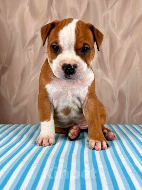 Собаки в Москве: Шикарный мальчик амстаффа  Мальчик, 35 000 руб. - фото 7