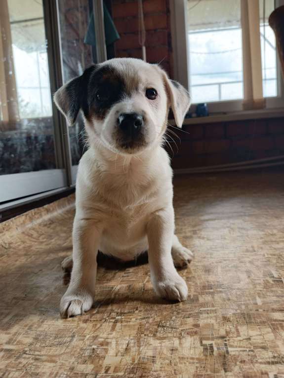 Собаки в Красноармейске: Продаю прекрасную породу Джек Рассел терьер Мальчик, Бесплатно - фото 5