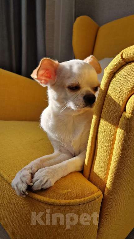 Собаки в Химках: Чихуахуа, 5 лет, кастрированный мальчик  Мальчик, 1 000 руб. - фото 3