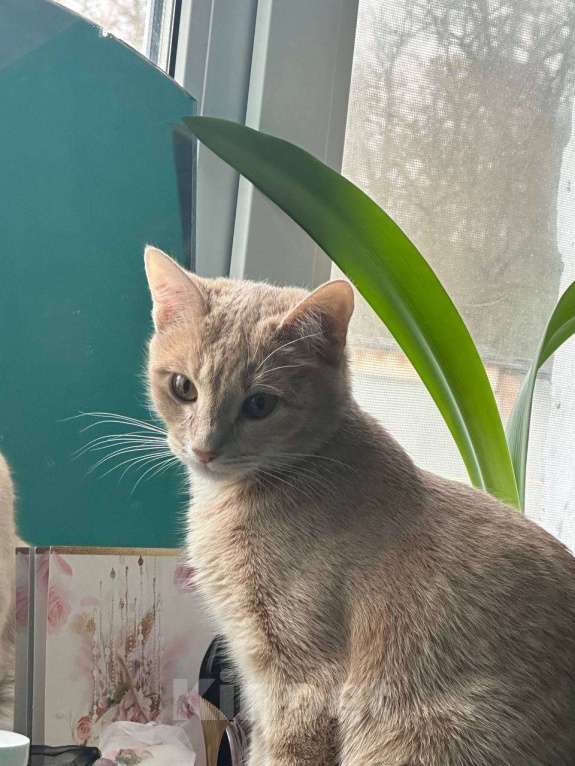 Кошки в Серпухове: Кошечку в добрые руки  Девочка, Бесплатно - фото 4