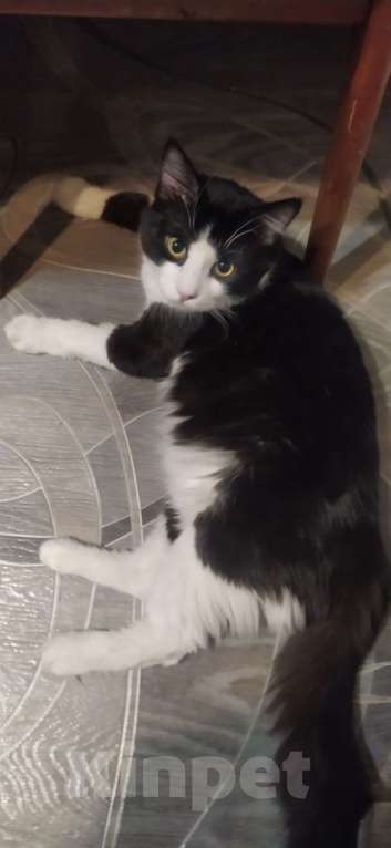 Кошки в Челябинске: Котёнок в добрые руки Мальчик, Бесплатно - фото 7