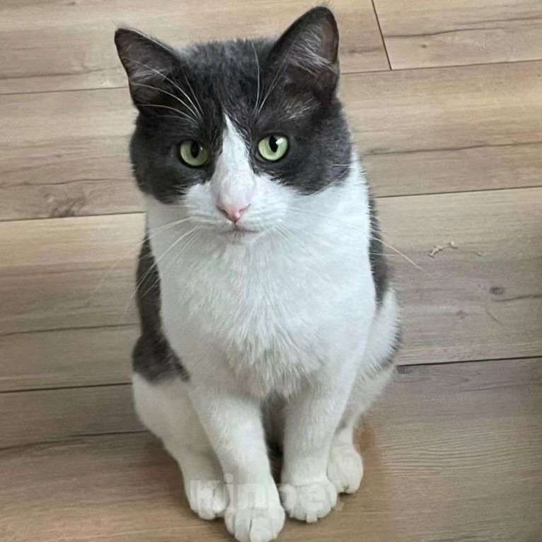 Кошки в Москве: Кот Сахарок Мальчик, Бесплатно - фото 5