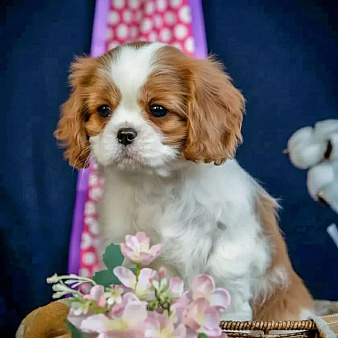 Девочка кавалер кинг чарльз спаниеля