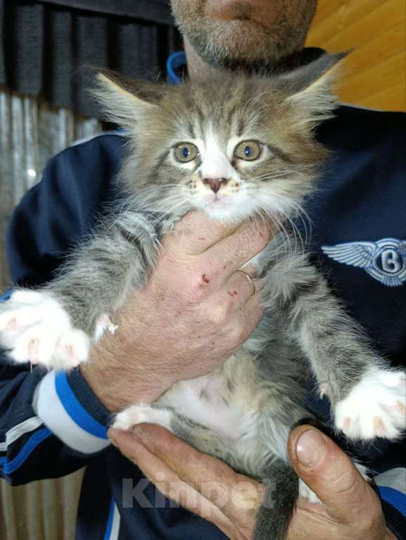 Кошки в других городах Саратовской области: Рождён 07.12.2025 . Кошечка.  Девочка, 10 000 руб. - фото 1