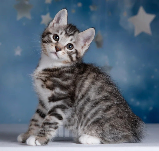 Кошки в других городах Московской области: Котик короткошерстный Мальчик, 50 000 руб. - фото 6