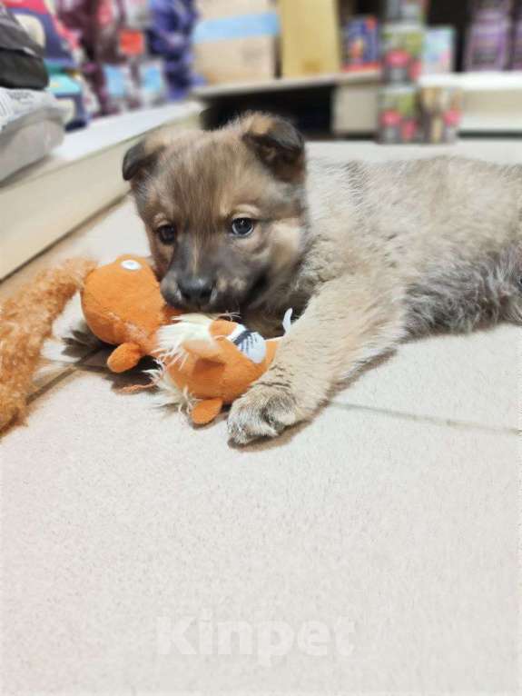 Собаки в других городах Московской области: Срочно ищем дом малышам! Девочка, Бесплатно - фото 1
