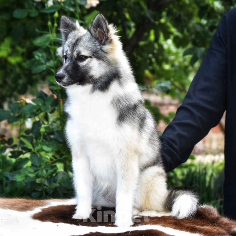 Собаки в Москве: Ненецкая оленегонная лайка. Сука Чинар. Девочка, 60 000 руб. - фото 2