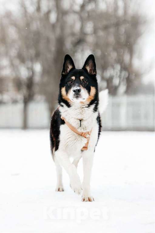 Собаки в Москве: Идеальный По ищет дом Мальчик, Бесплатно - фото 2
