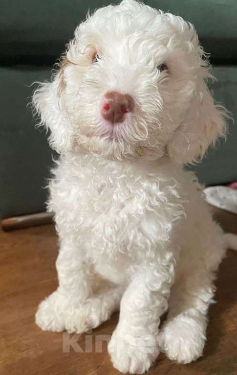 Собаки в Москве: Щенки метисы пуделя Мальчик, 1 000 руб. - фото 3