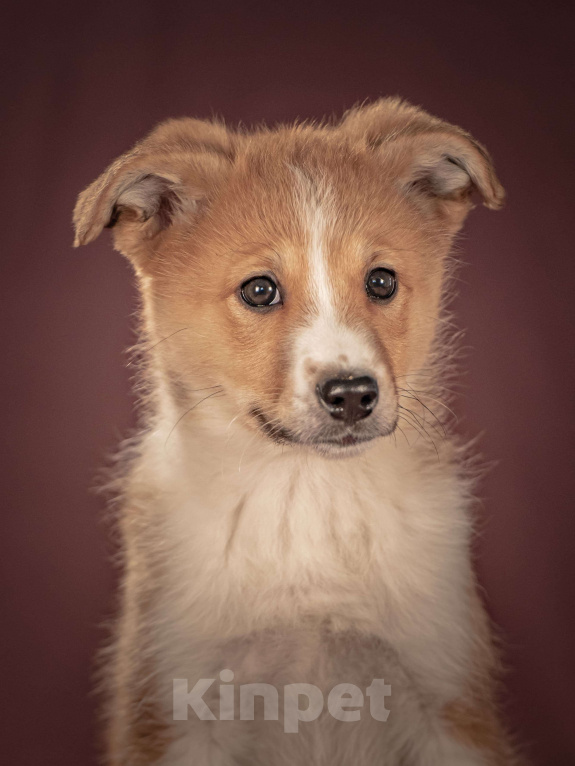 Собаки в Клине: Рейна — солнечная девочка с добрым сердцем, которая станет источником счастья для своей семьи Девочка, Бесплатно - фото 4