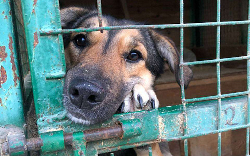 Все детство в клетке...