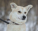 Собаки в Москве: Бася Девочка, Бесплатно - фото 4
